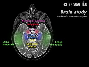 Brain study - funktionales Modell