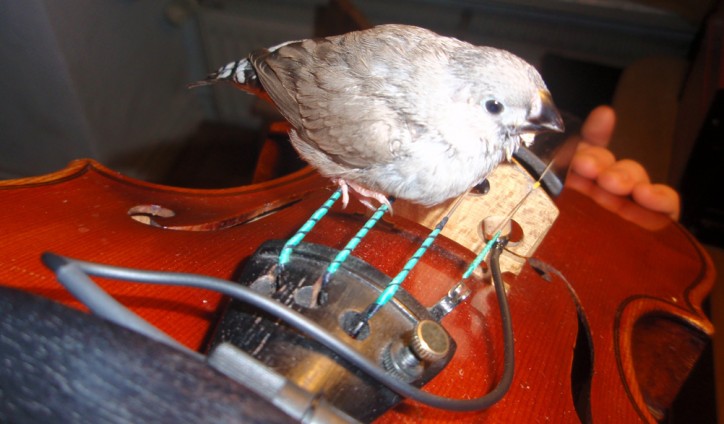 Zebra finch taught by violinist